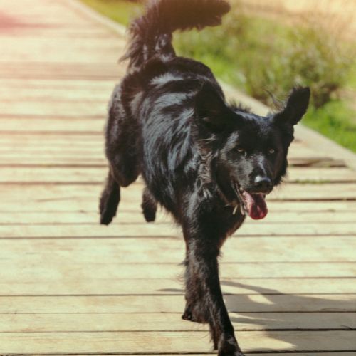 Jak zrozumieć mowę ciała psa? 7 prostych znak&oacute;w